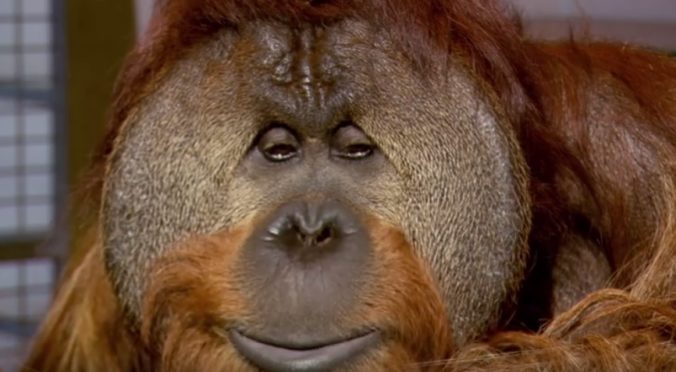 Orangutan chantek.jpg
