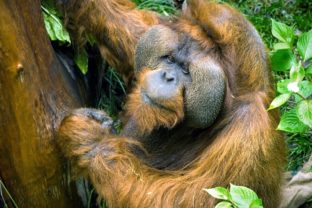 Orangutan_samec