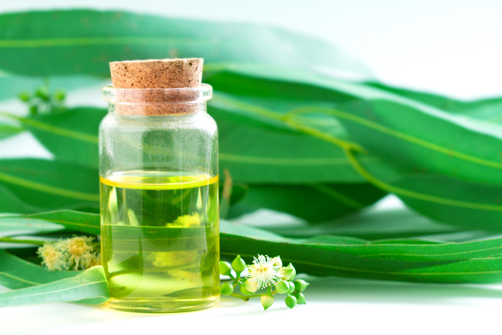 Eucalyptus essential oils in glass bottle ,oganic herbal aromatherapy concept