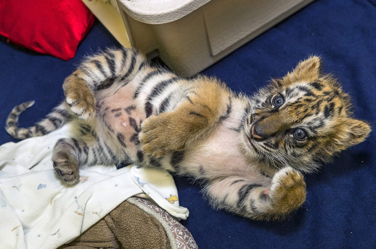 Tiger