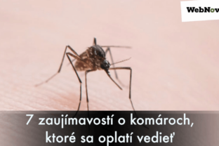 7 zaujímavostí o komároch, ktoré sa oplatí vedieť
