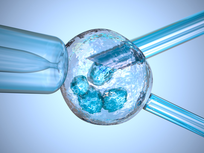 Embryo