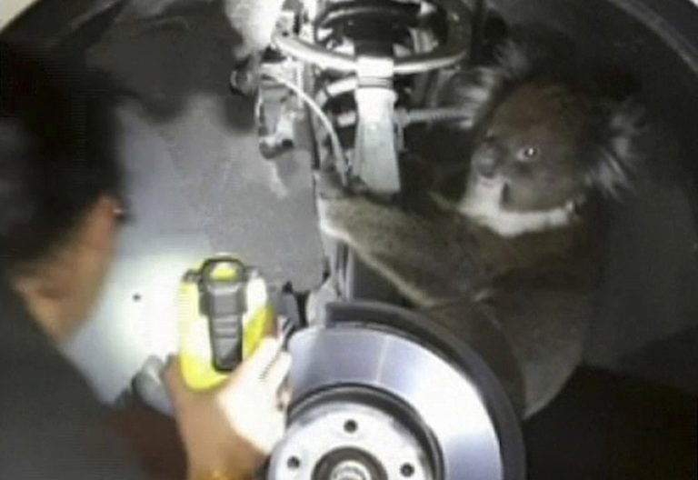 Koala