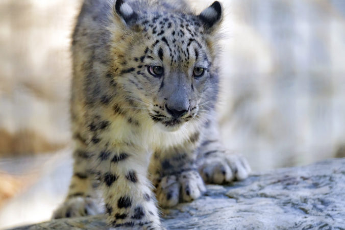 Zaujímavosti; Leopard snežný
