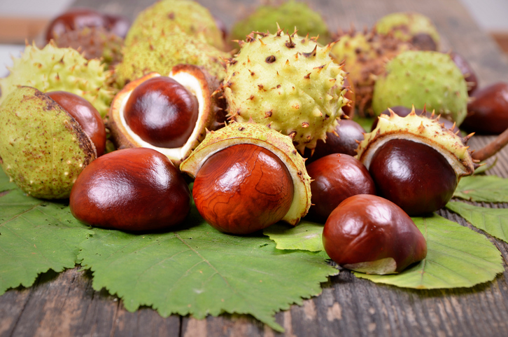 Horse chestnut
