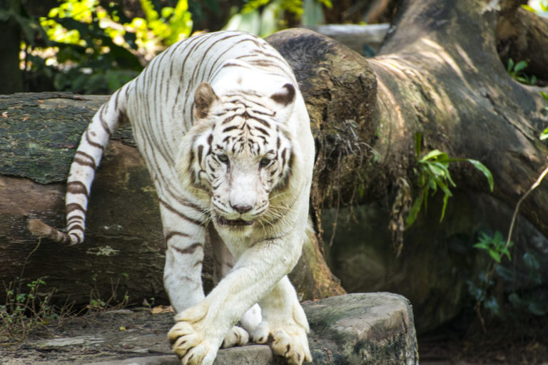 Biely tiger