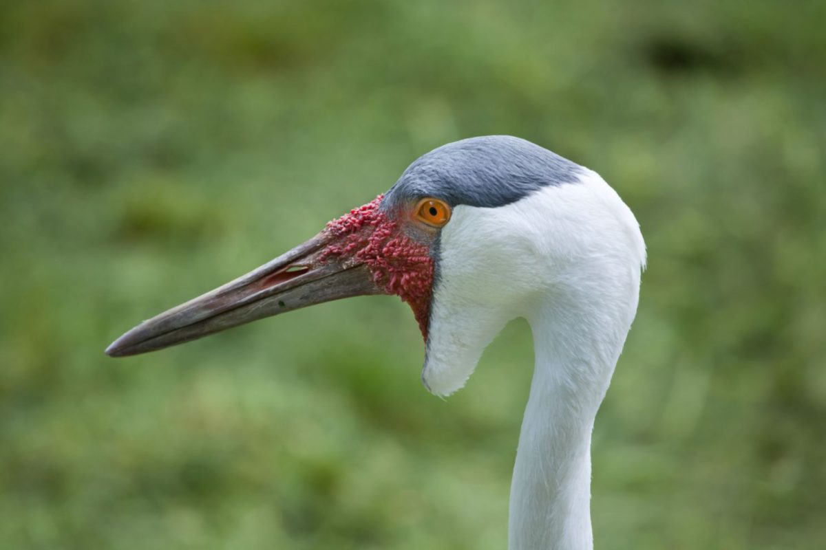 Zoo, Bojnice
