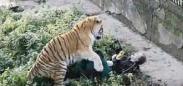 Tiger.jpg