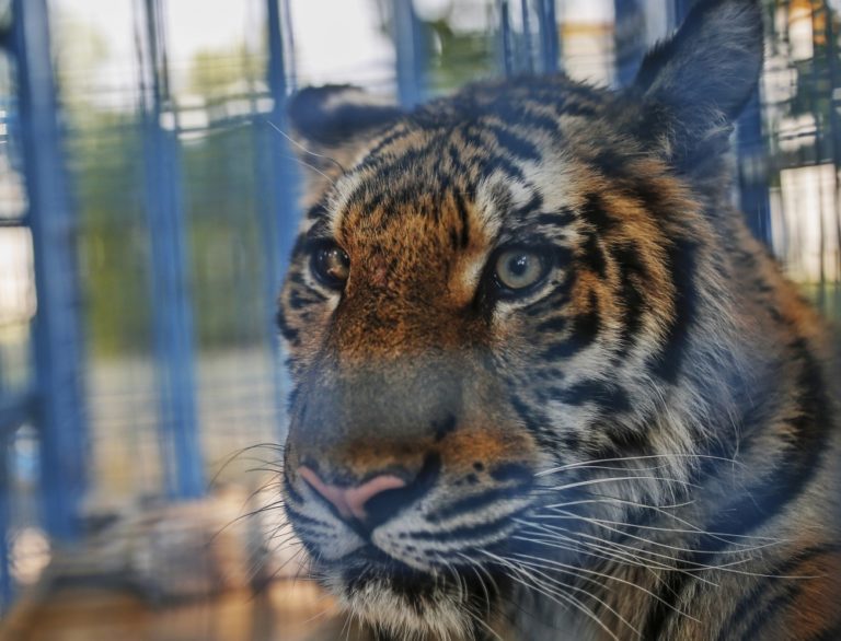 Tiger