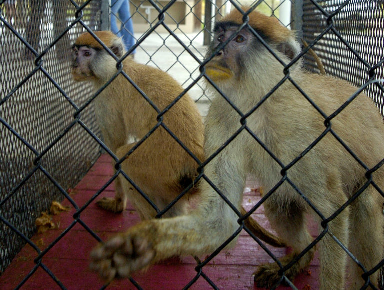 Makaky v Puerto Rico