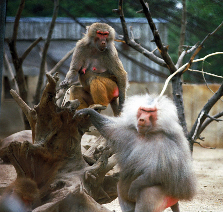 Paviany, pavian, zoo