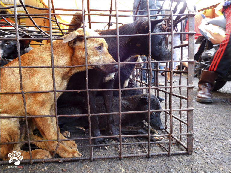 Tomohon Extreme Market