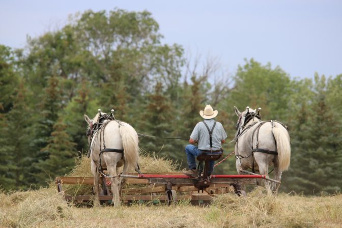 Farm 3092749_1280.jpg