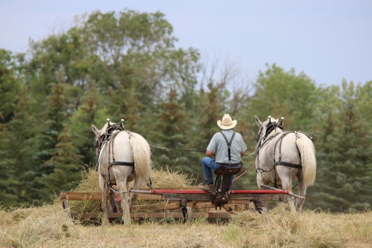 Farm 3092749_1280.jpg