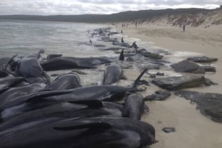 Australia, veľryby