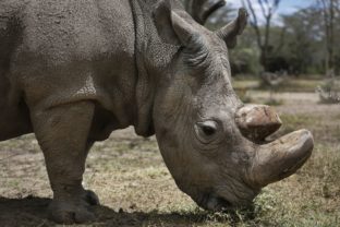 Nosorožec tuponosý severný, Sudan