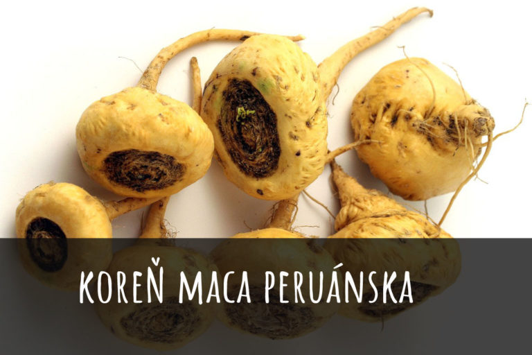 Koren maca peruanska.jpg
