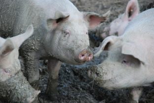 Pigs 480250_1280.jpg