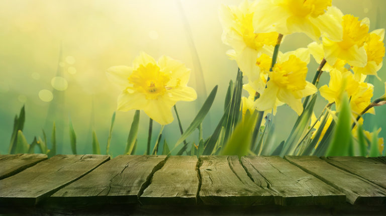 Daffodil spring background