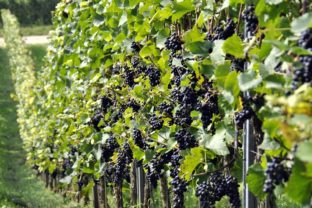 Grapes 957324_960_720.jpg