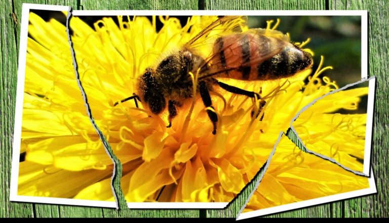 Insect 3282220_1280.jpg