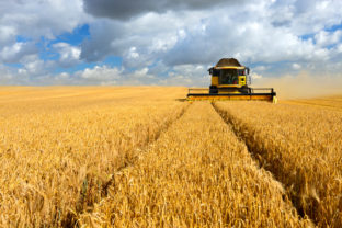 Combine Harvester in Barley Field during Harvest