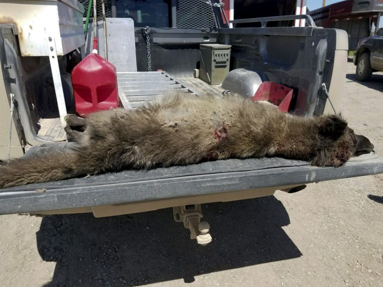 Wolf Like Animal Shot