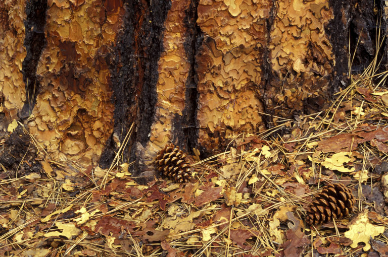 Two pine cones on the ground