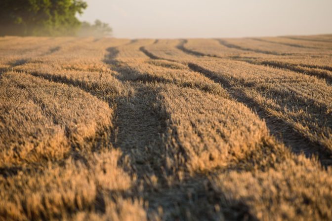 Obilie, farmári, žatva, sucho