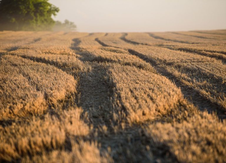 Obilie, farmári, žatva, sucho