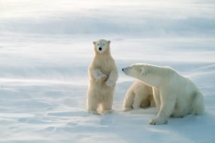 Medveď biely, samica, mláďatá