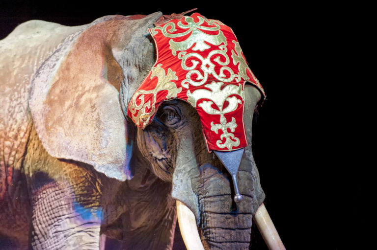 Cirkus, slon