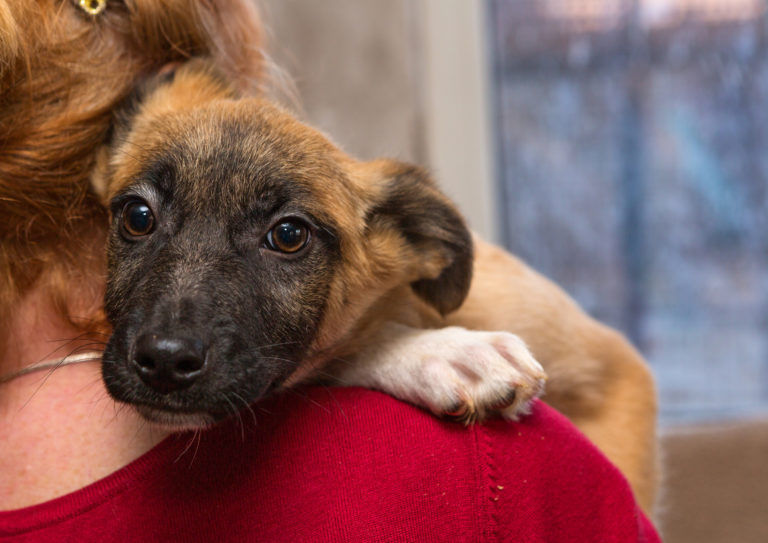 Homeless puppy from a shelter