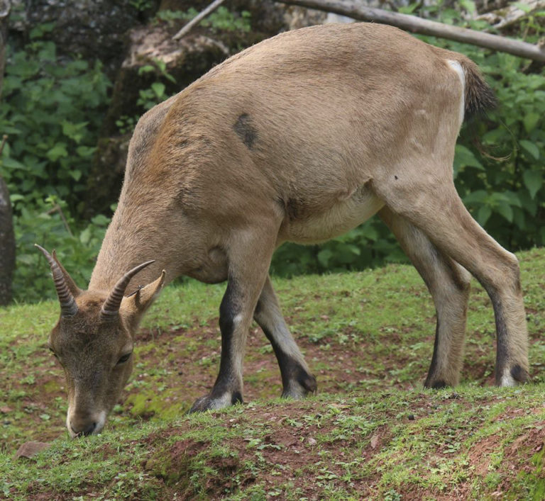 Útek kozy zo Zoo