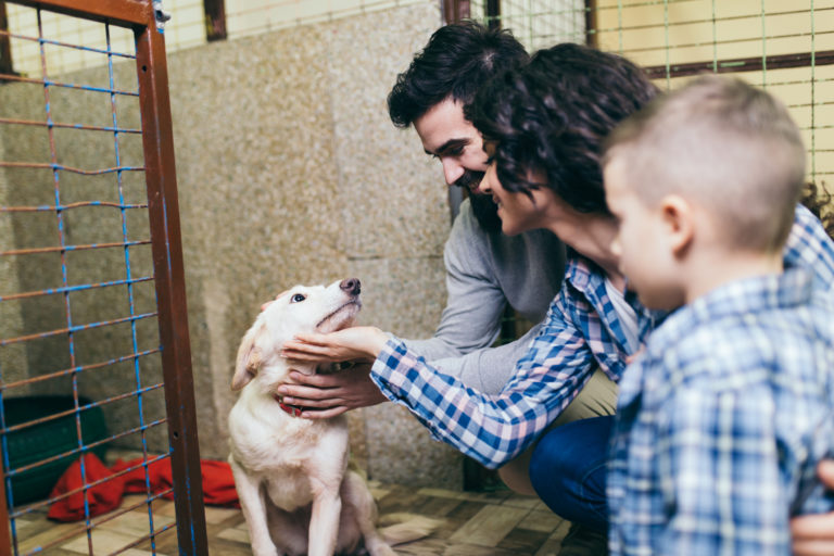 Dog shelter