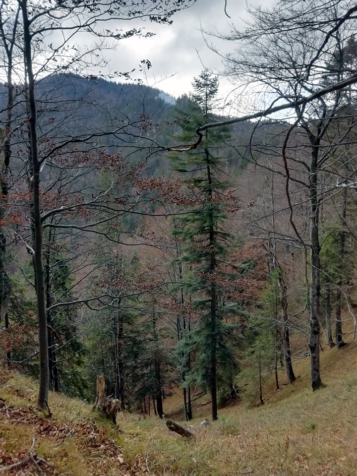 HASIČI: Požiar lesa v Gaderskej doline