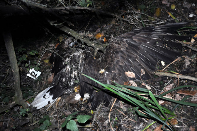 POLÍCIA: Našla mŕtvych zákonom chránených dravcov