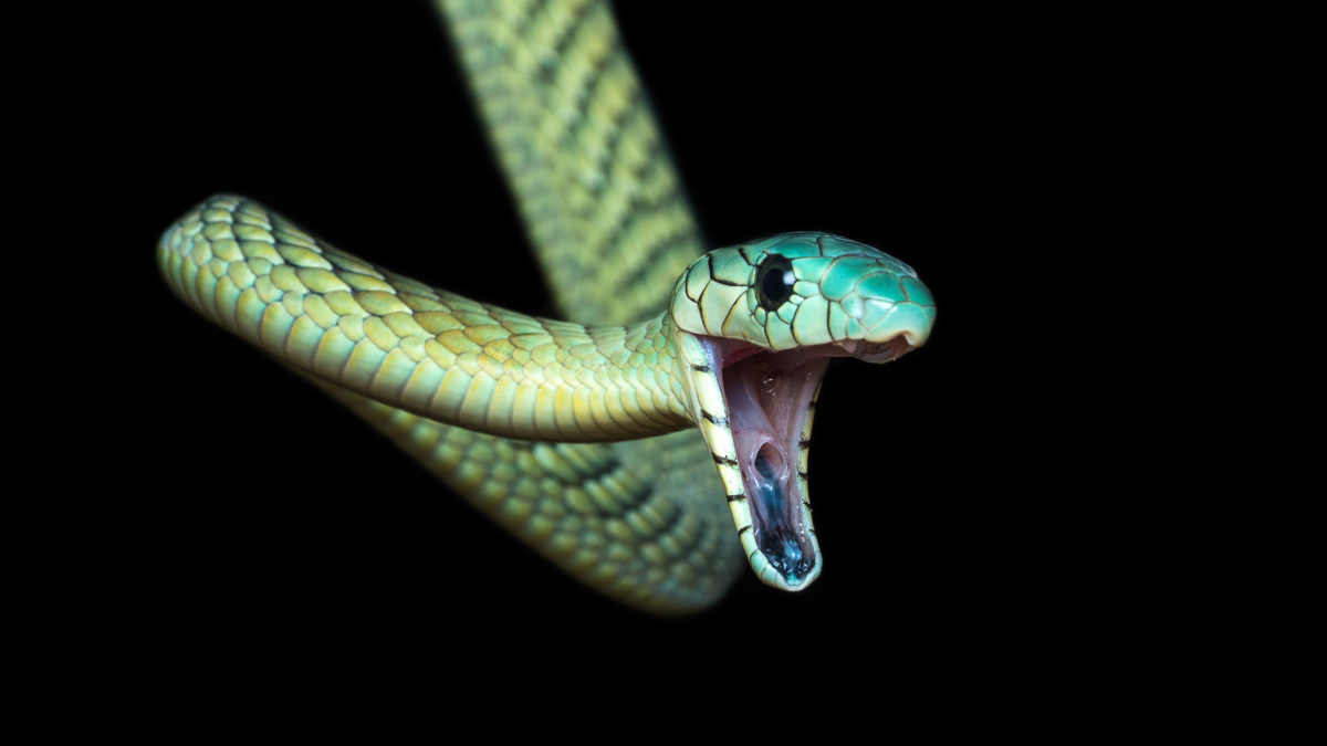 Mamba zelená