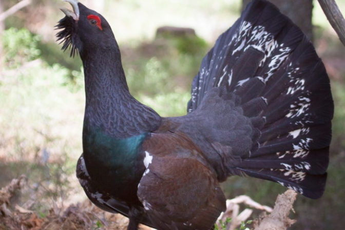 Tetrov hlucháň, ilustračná snímka