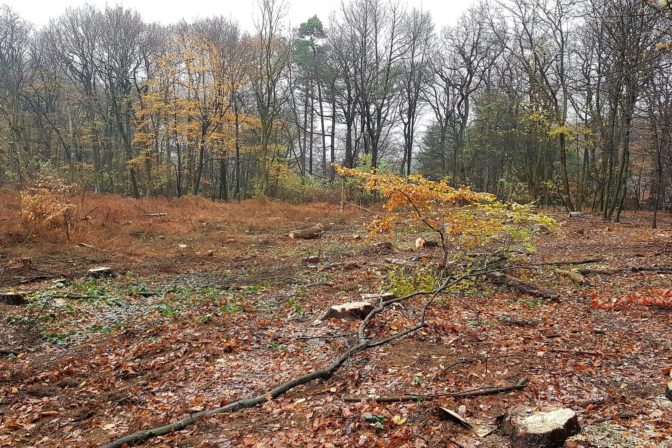 Lesy SR ťažia drevo na Devínskej Kobyle a Vydrici, 19. november 2018