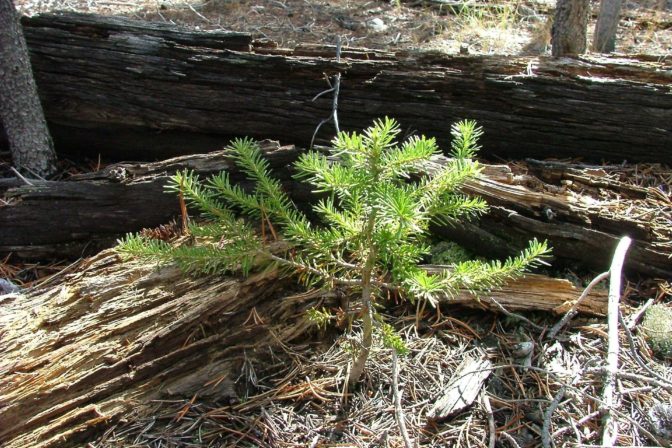 Sadenica, stromček, škôlka, ilustračná snímka