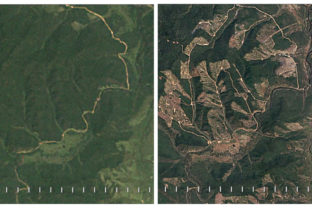 Lesy v Zabajkalskej oblasti, Rusko