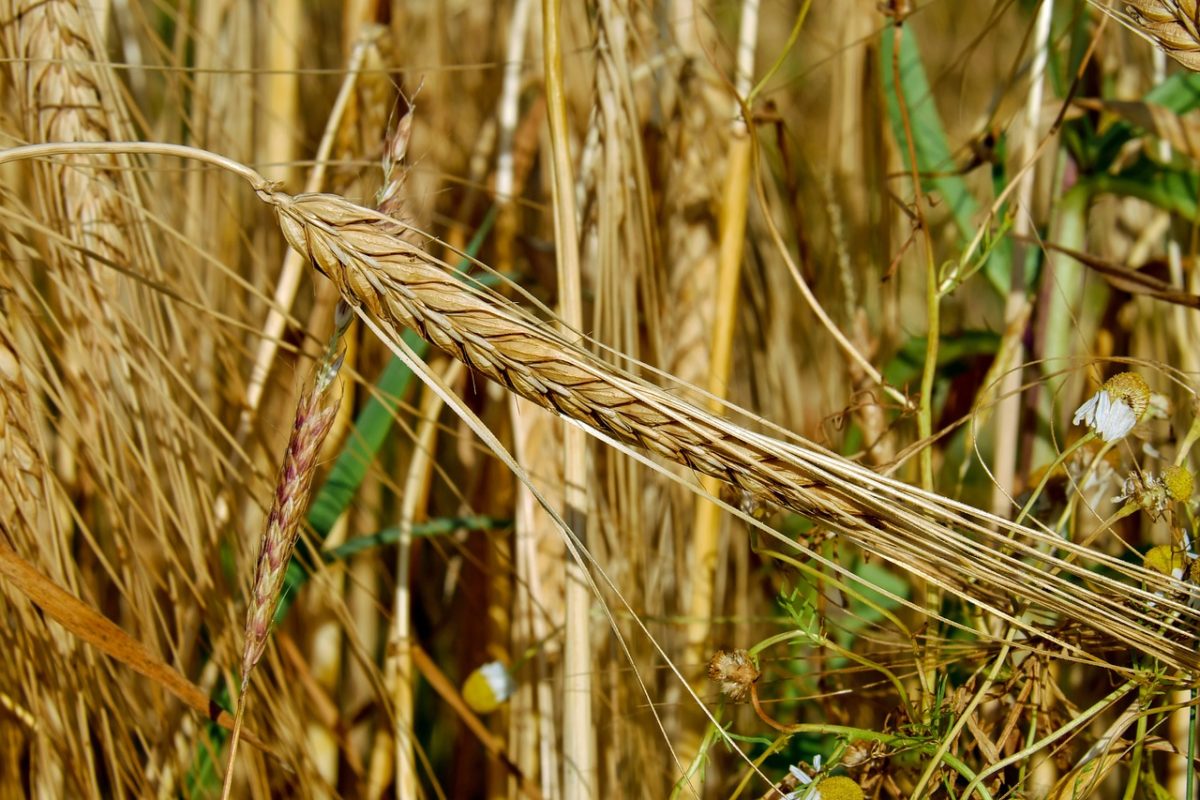 Cereals 2438752_1280.jpg