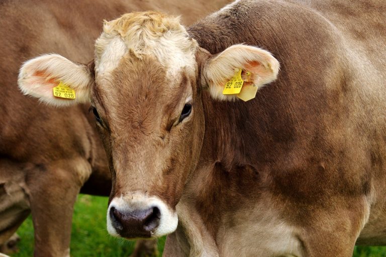 Cow 2782461_1280.jpg