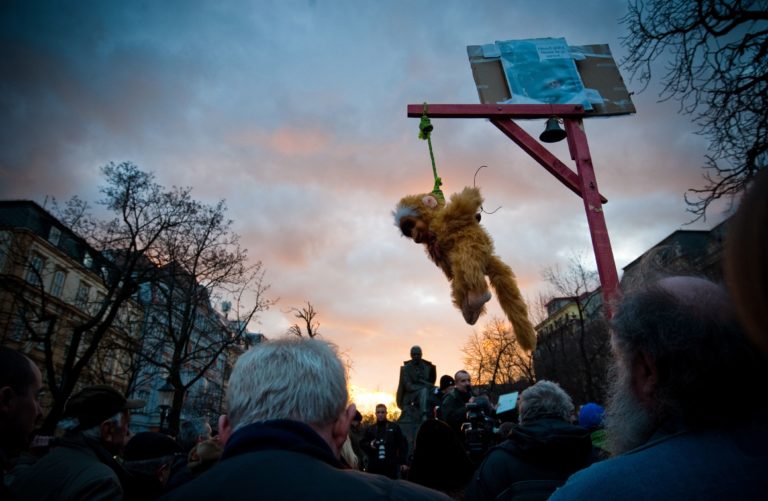 Gorila, protest