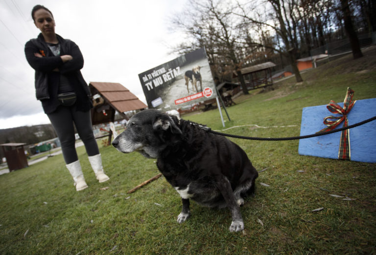 Sloboda zvierat Bratislava, útulok, pes, mačka