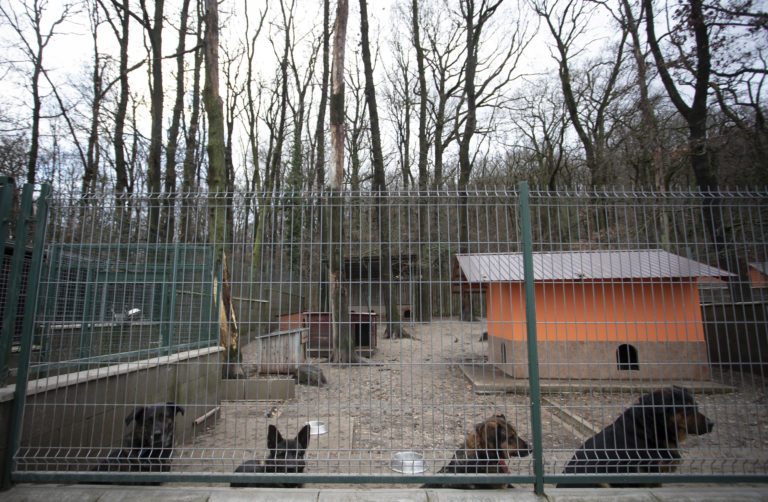 Sloboda zvierat Bratislava, útulok, pes, mačka