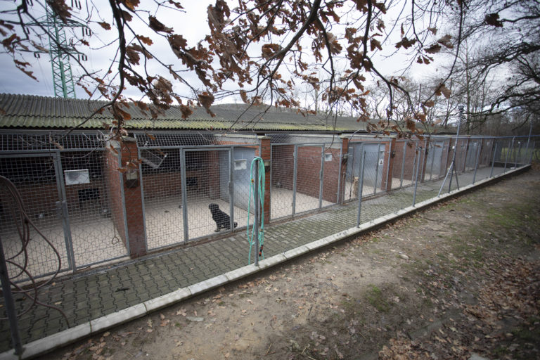 Sloboda zvierat Bratislava, útulok, pes, mačka