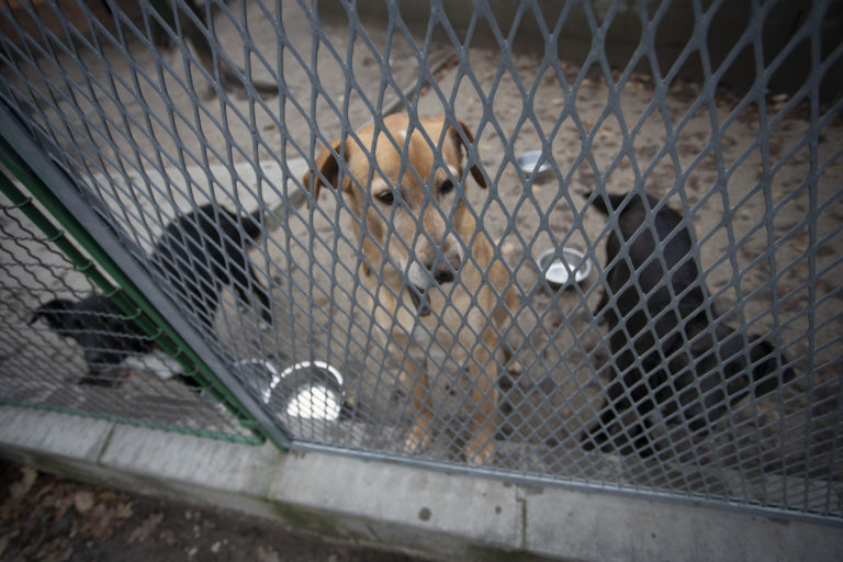 Sloboda zvierat Bratislava, útulok, pes, mačka