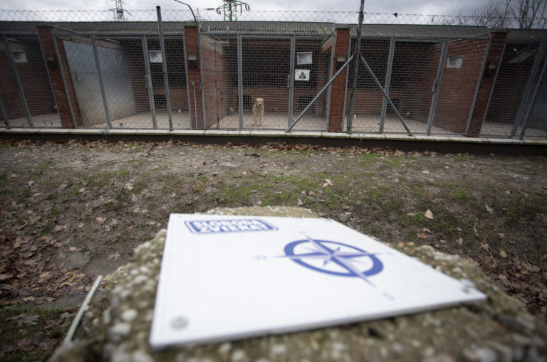 Sloboda zvierat Bratislava, útulok, pes, mačka